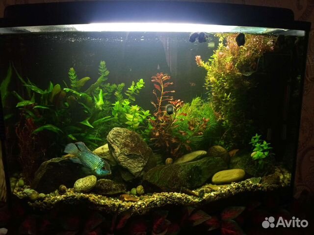 Аквариум