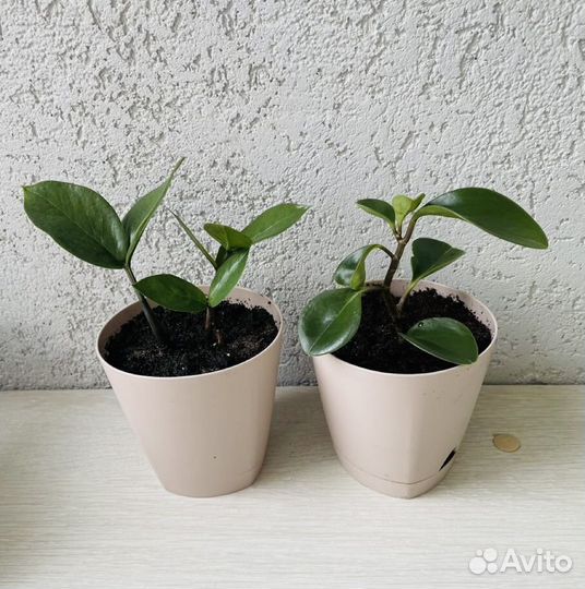 Комнатные растения