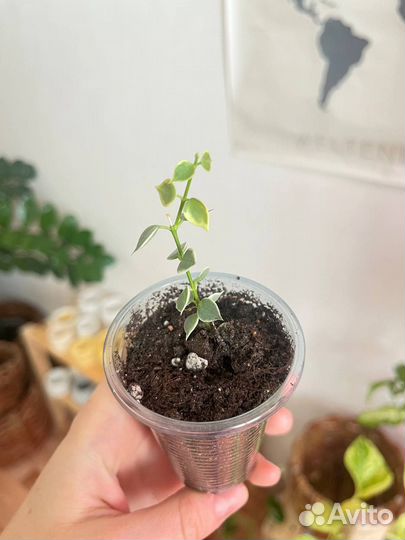 Комнатные цветы разные