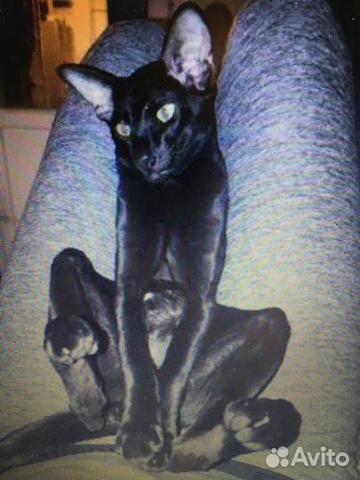 Ориентальные котята экстрим