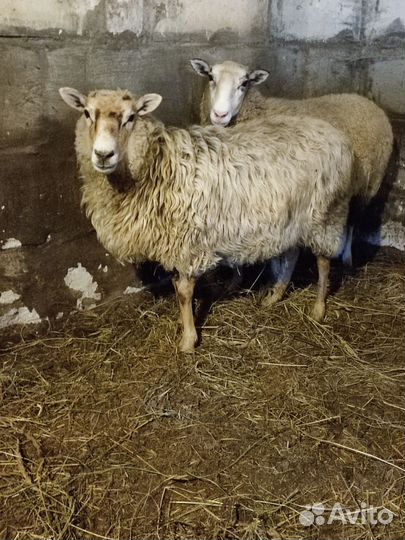 Овцы бараны