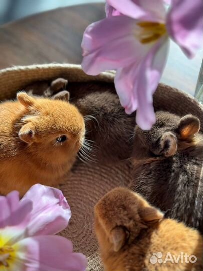 Кролики мини Невероятно Милые из Питомника