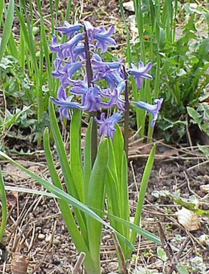 Гиацинт Восточный луковица