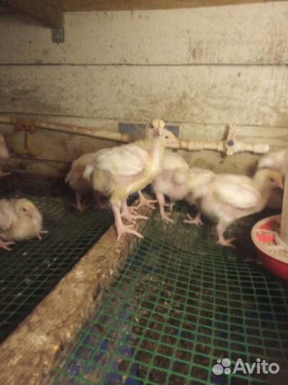 Цыплята бройлеры подрощенные