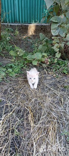 Отдам котёнка в хорошие руки