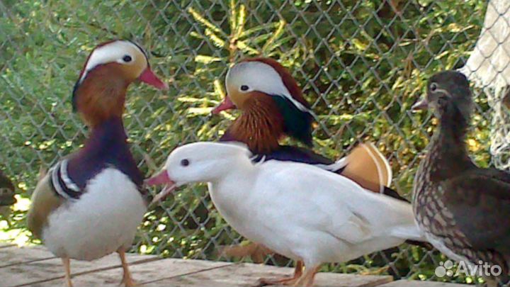 Декоративные Фазаны, павлины, утки