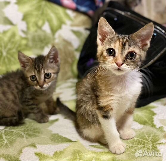 Малыши ищут семью