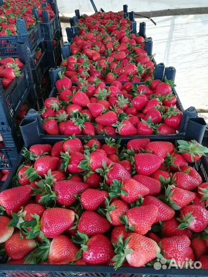 Рассада клубники (Азия,клери,флёр)