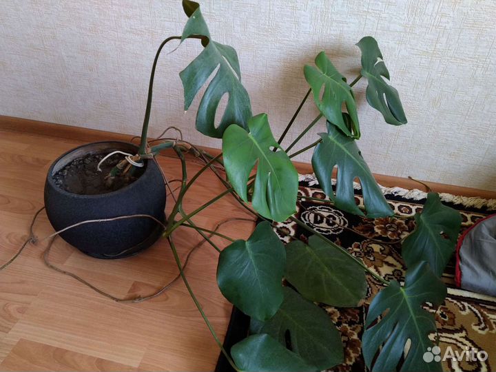 Монстера