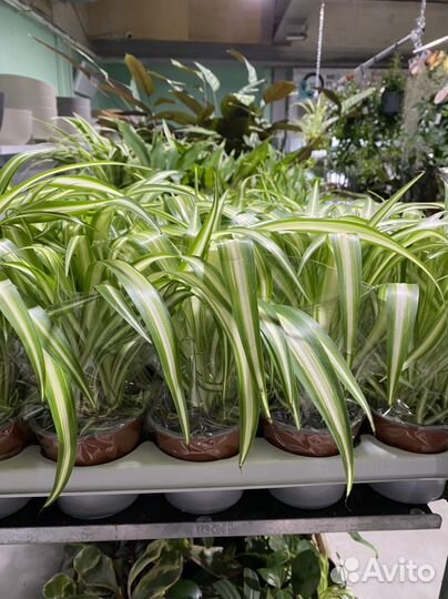 Хлорофитум