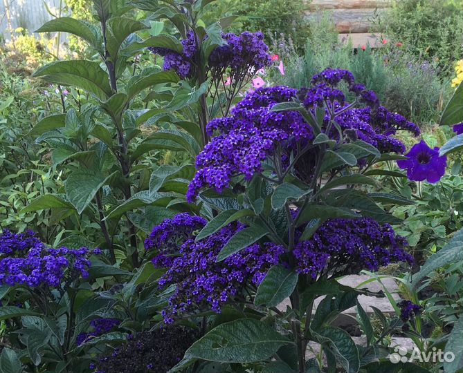 Гелиотроп Укорененные черенки. Перовския рассада