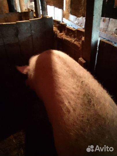 Продам свинью