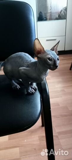 Канадский сфинкс котенок девочка