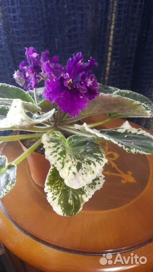 Сортовые фиалки