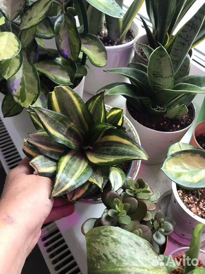 Сансевиерия Фаворит, Крем,Пагода