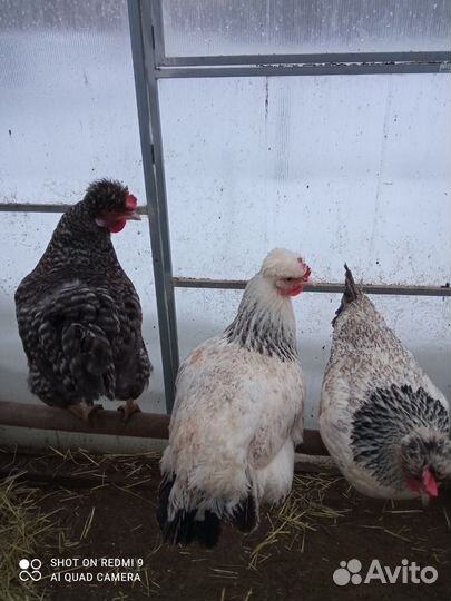 Яйцо куриное