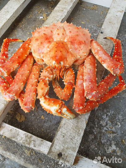 Краб Камчатский