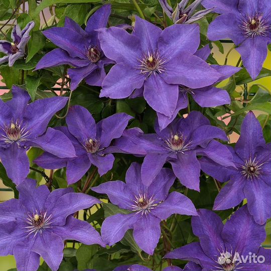 Клематис президент (семена)