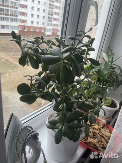 Денежное дерево