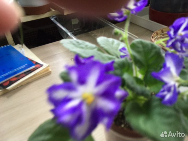 Фиалки детки