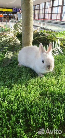 Мини карликовые кролики