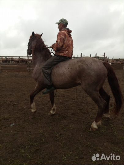 Телята, лошади