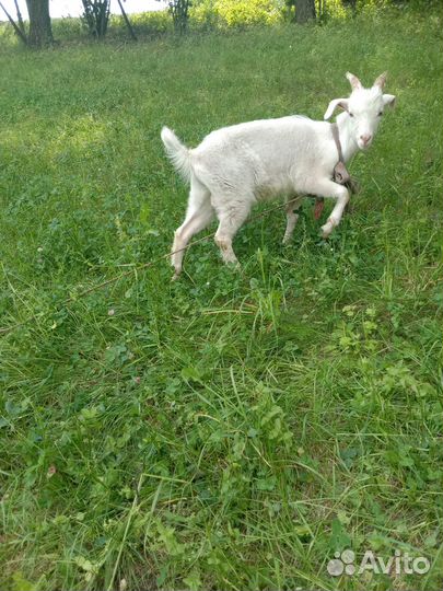 Козлята,козы
