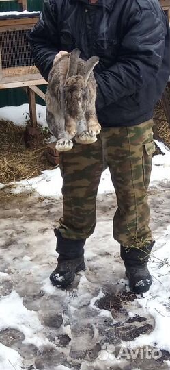 Кролики мясных пород