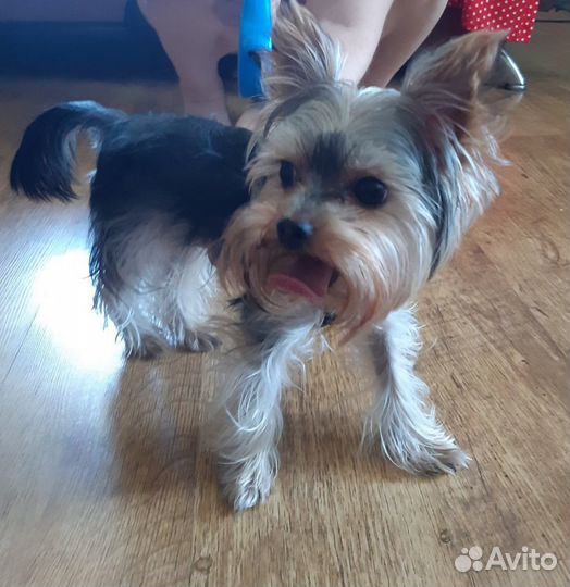 Йоркширский терьер вязка