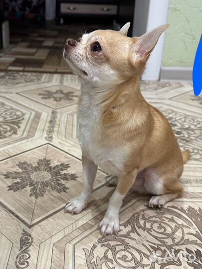 Вязка чихуахуа микро