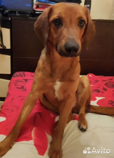 Боварская горная гончая метис