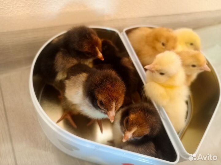 Суточные цыплята несушки