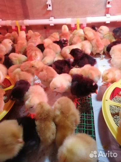 Цыплята, утята, гусята, индюшата