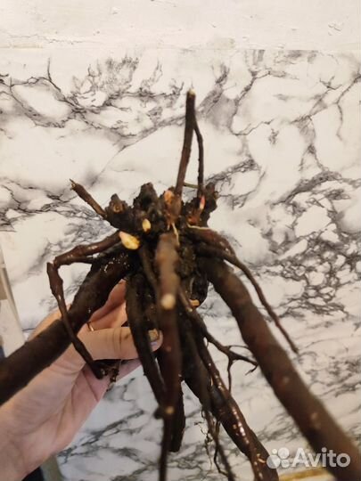 Пион Дюшес де Немур