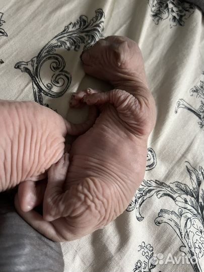 Канадский сфинкс