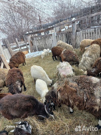 Овцы бараны ягнята оптом