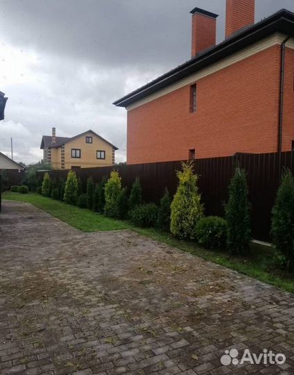 Можжевельник Блю Эрроу с доставкой с полей