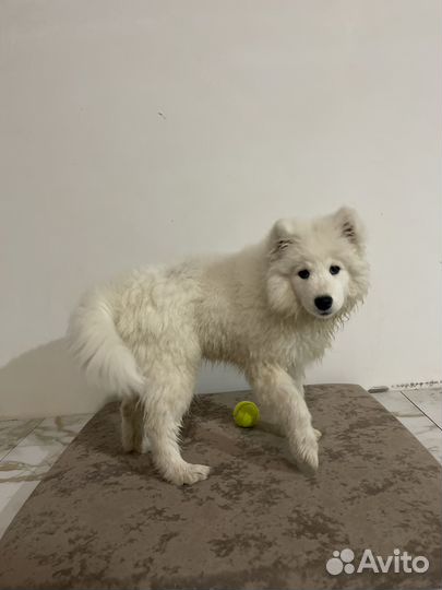 Лежанка для большой собаки