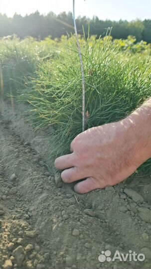 Ель Европейская окс Picea abies