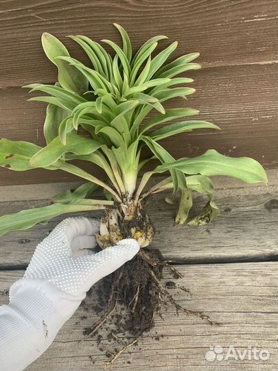 Лилии белые