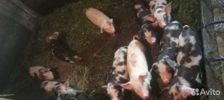 Поросята