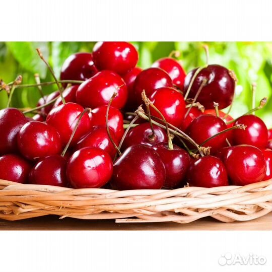 Саженцы вишни