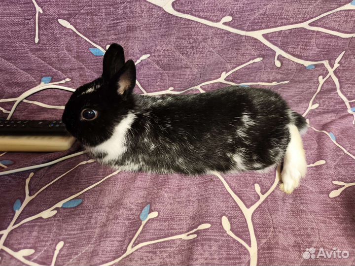 Декоративные карликовые кролики