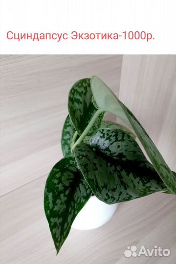 Комнатные цветы