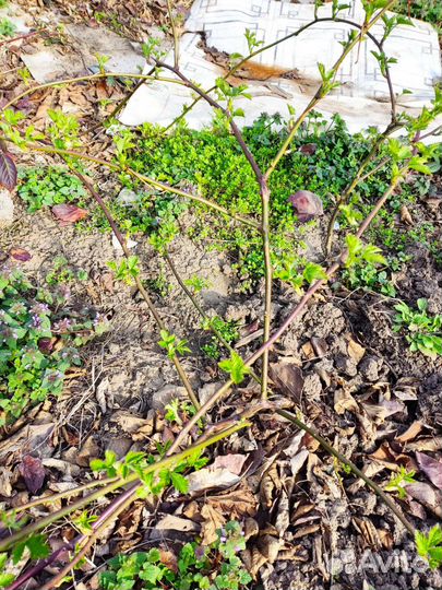 Ранняя сортт натчез