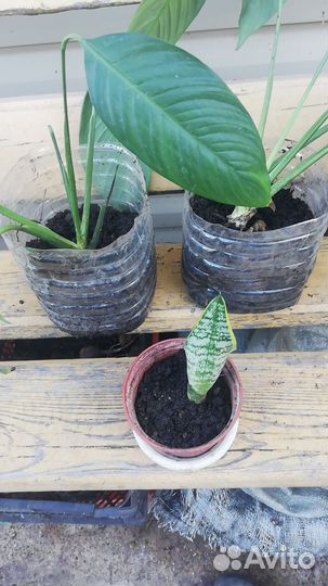 Алоэ столетник, Спатефилиум