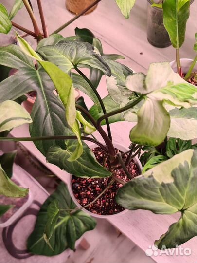 Филодендрон сингониум и другие растения