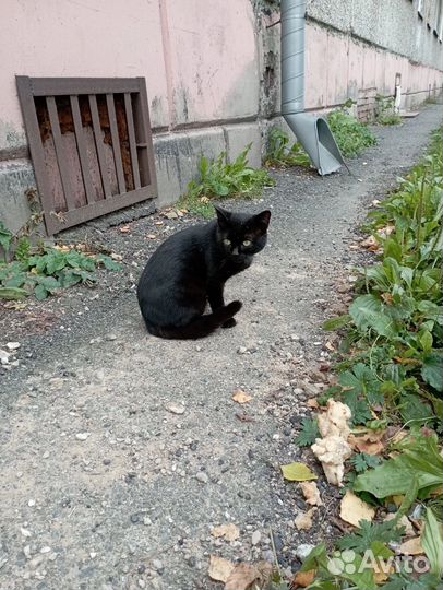 Котик в добрые руки