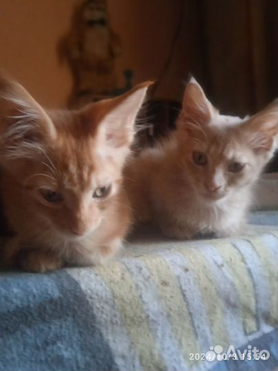 Кунята- Мейкунята