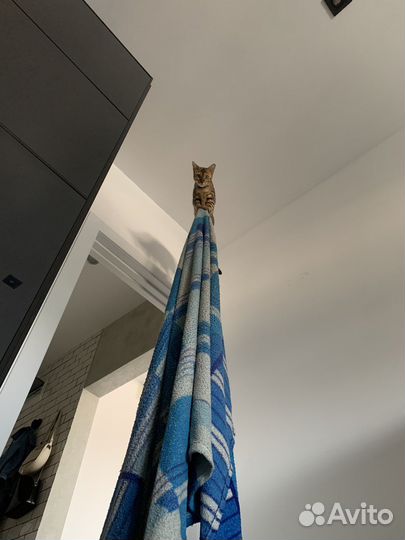 Бенгальская кошка с документами